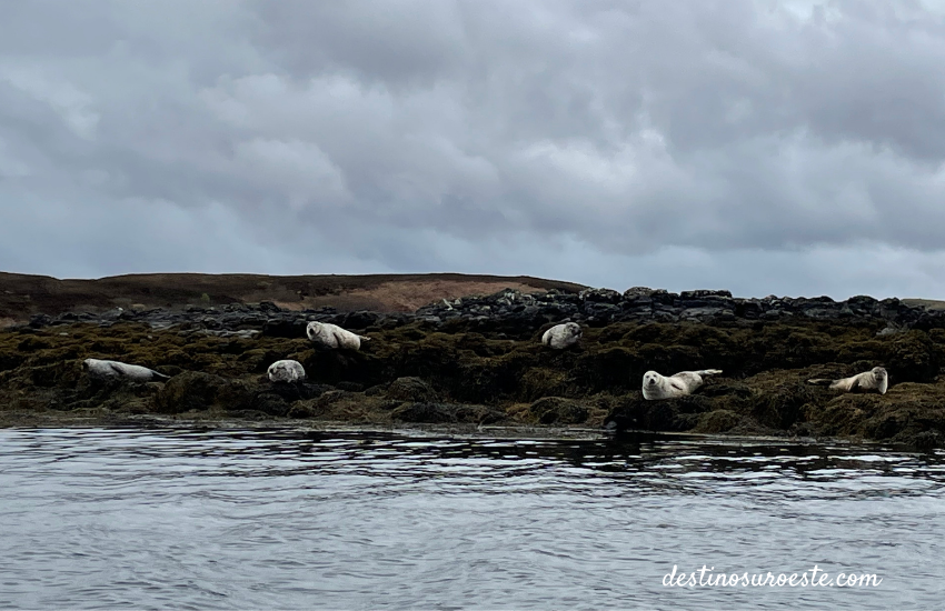 ver focas escocia