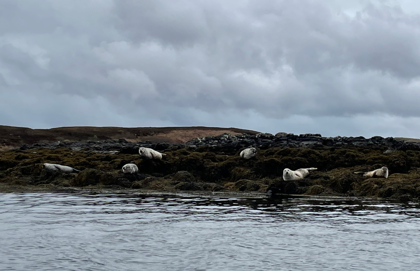 donde ver focas isla de skye