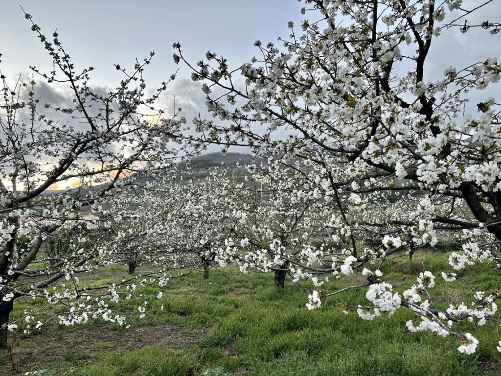 cerezo en flor valle del Jerte 2023