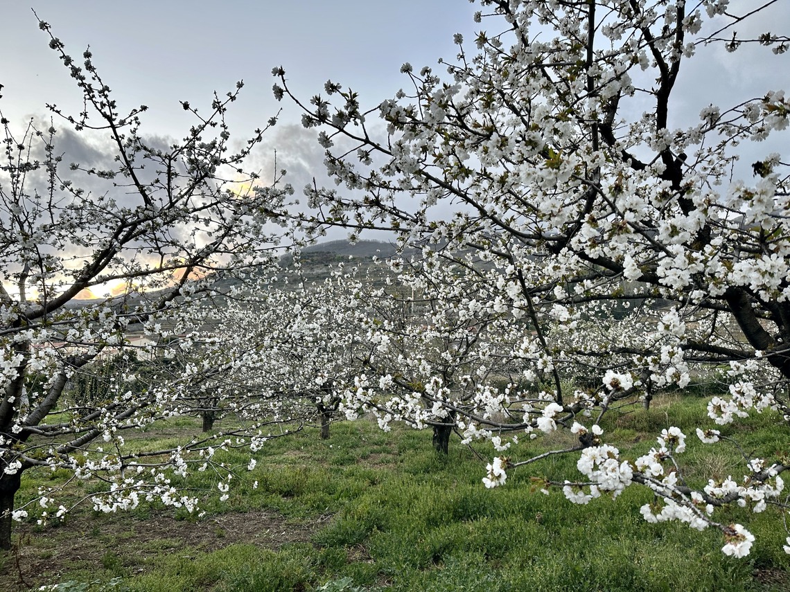 La ruta del cerezo en flor y otros frutales por Extremadura y Andalucía  para este 2023 que propone Traveler