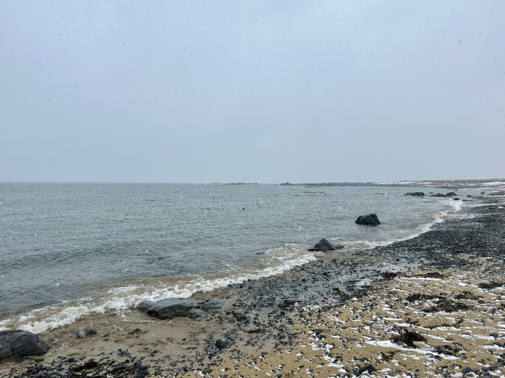 focas en islandia