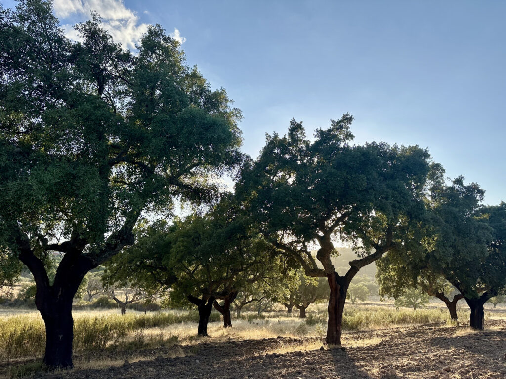 berrea extremadura