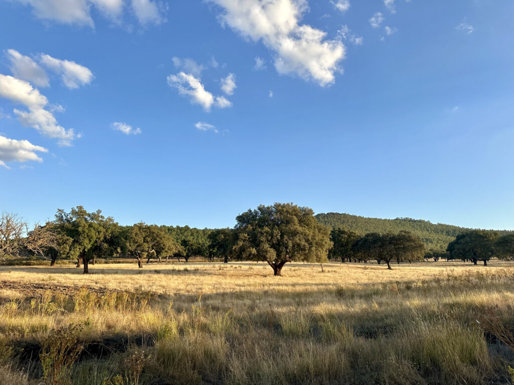 berrea extremadura