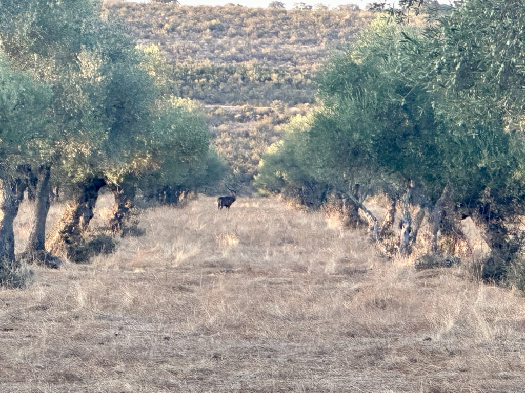 berrea extremadura