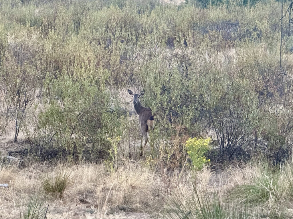 berrea extremadura