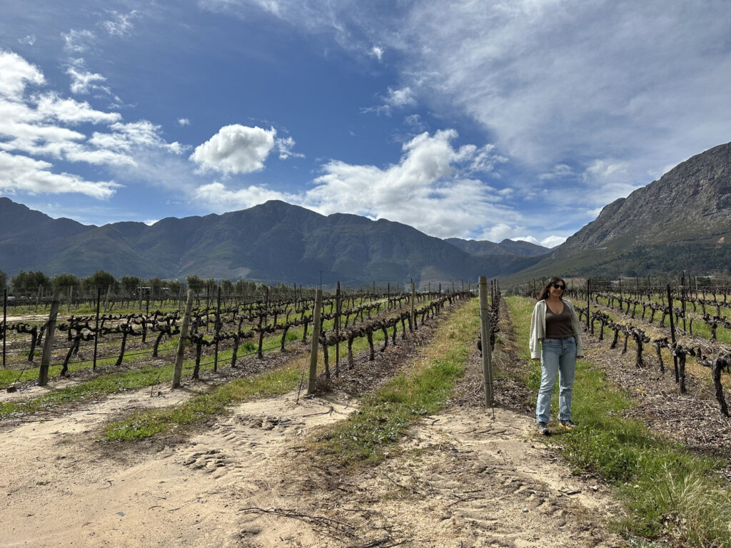 bodegas y viñedos Ciudad del Cabo