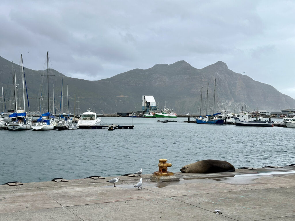 que ver en peninsula del cabo y alrededores de Ciudad del Cabo