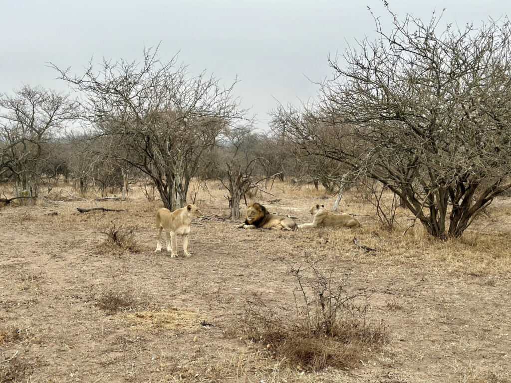 que ver en el Kruger