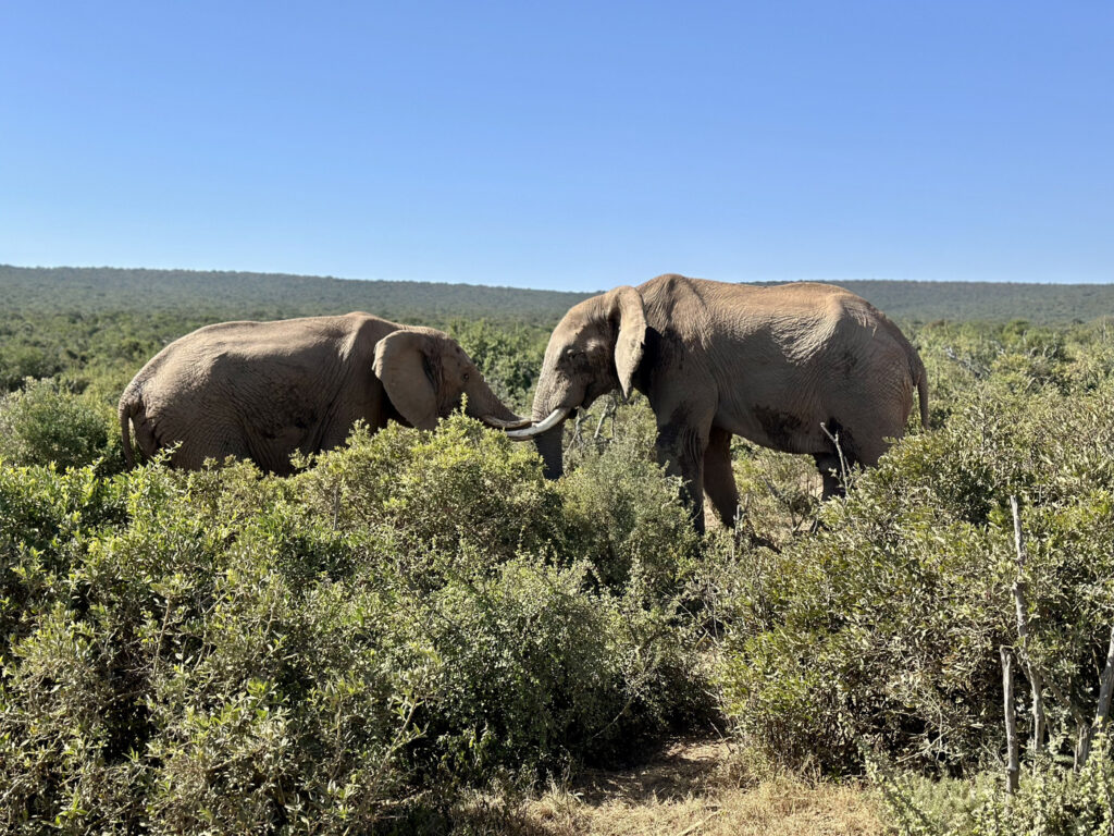 parque elefantes addo