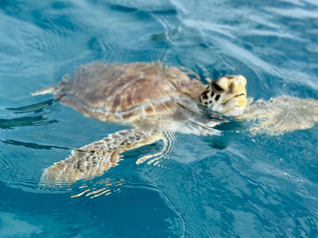 tortugas cabo verde