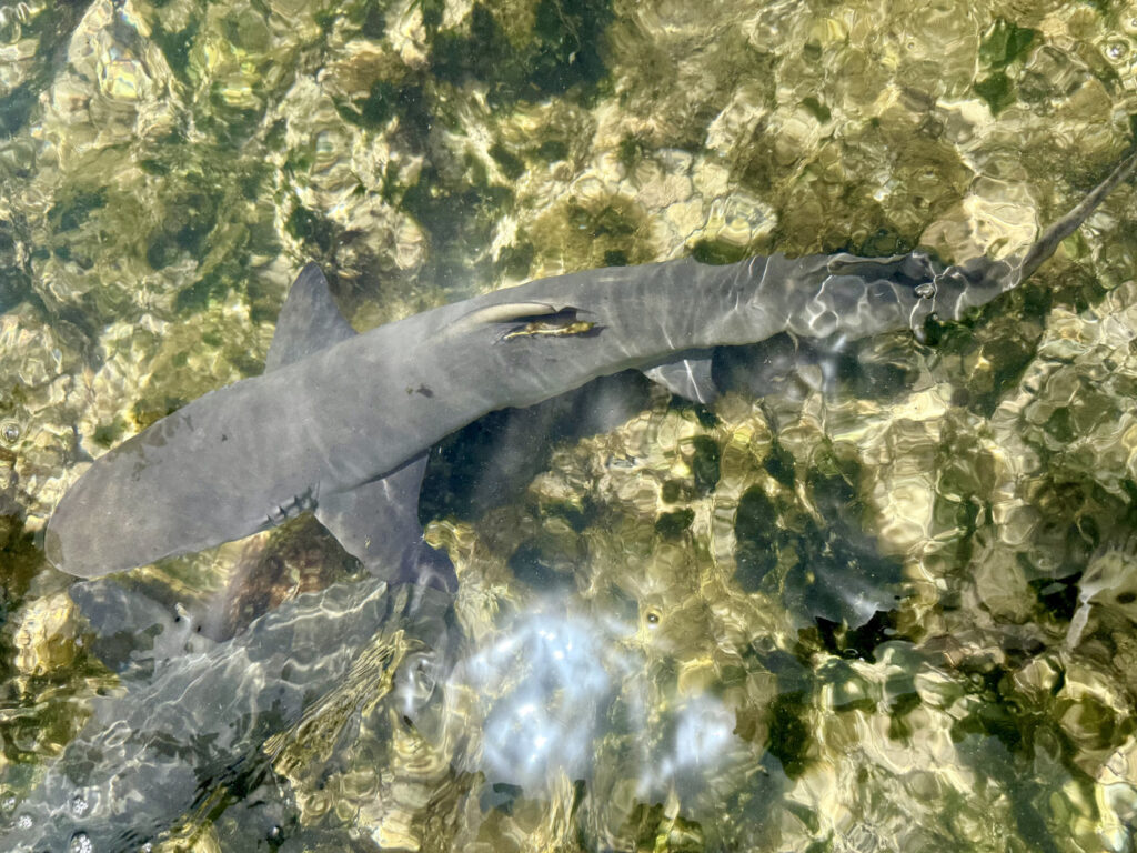 ver tiburones limón en isla de sal