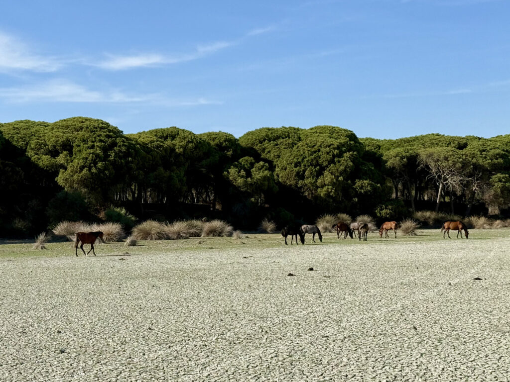 visitar doñana mejor epoca
