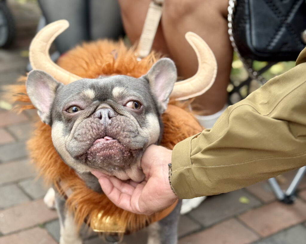 fiesta halloween en salem que ver y hacer