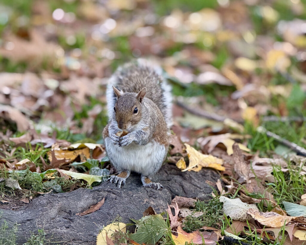 que ver en boston y alrededores