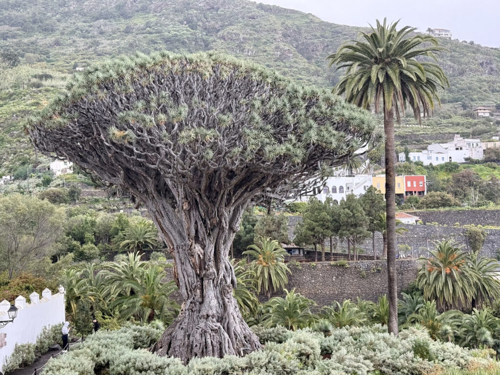 que ver en tenerife 5 dias